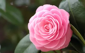 曼佗罗花_14