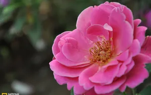 曼佗罗花_15
