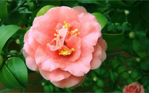 曼佗罗花_16