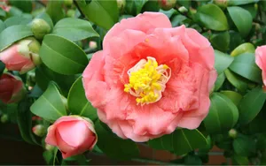 曼佗罗花_17