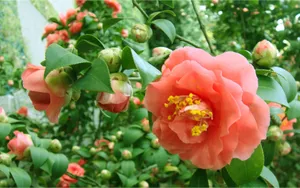 曼佗罗花_19