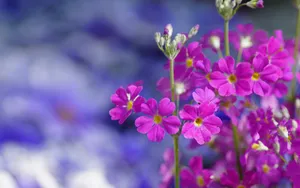 报春花唯美图片桌面壁纸_2