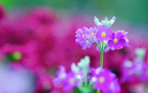报春花唯美图片桌面壁纸_4