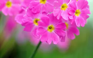 报春花唯美图片桌面壁纸_6