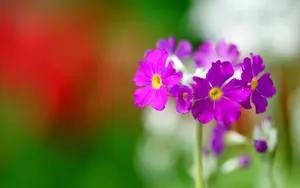 报春花唯美图片桌面壁纸_7