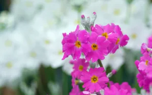 报春花唯美图片桌面壁纸_8