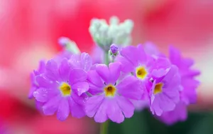 报春花唯美图片桌面壁纸_10