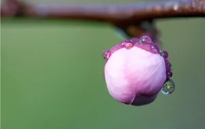 春天里含苞待放的花蕾壁纸