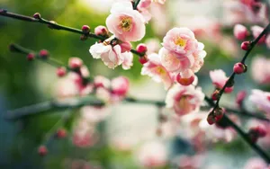 春天里含苞待放的花蕾壁纸