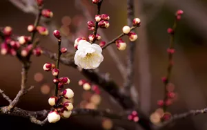 春天里含苞待放的花蕾壁纸_2