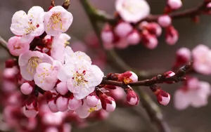 春天里含苞待放的花蕾壁纸_3