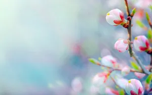 春天里含苞待放的花蕾壁纸_4