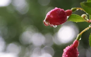 春天里含苞待放的花蕾壁纸_5