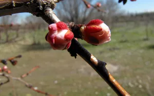 春天里含苞待放的花蕾壁纸_7