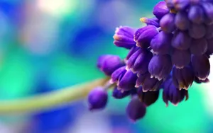 春天里含苞待放的花蕾壁纸_9