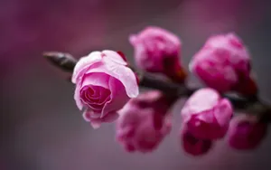 春天里含苞待放的花蕾壁纸_11