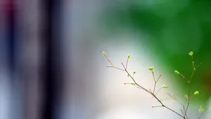 春天里树梢上的嫩芽高清壁纸