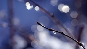 春天里树梢上的嫩芽高清壁纸_2
