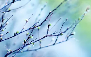 春天里树梢上的嫩芽高清壁纸_3