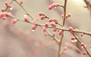 春天里树梢上的嫩芽高清壁纸_7
