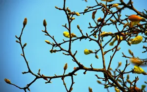 春天里树梢上的嫩芽高清壁纸_8