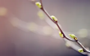 春天里树梢上的嫩芽高清壁纸_9