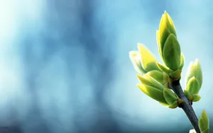 春天里树梢上的嫩芽高清壁纸_10