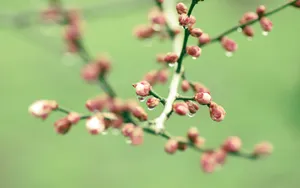 春天里树梢上的嫩芽高清壁纸_11