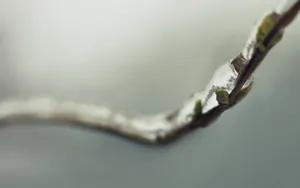 春天里树梢上的嫩芽高清壁纸_13