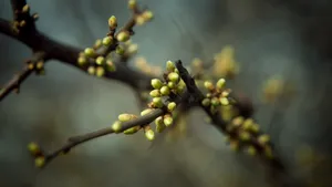 春天里树梢上的嫩芽高清壁纸_15