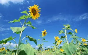 阳光下的向日葵花朵壁纸