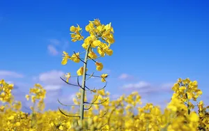 油菜花花海宽屏桌面壁纸_2