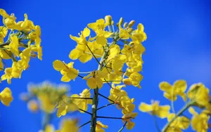 油菜花花海宽屏桌面壁纸_3