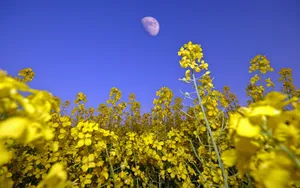 油菜花花海宽屏桌面壁纸_5