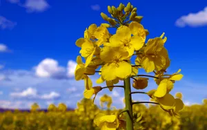 油菜花花海宽屏桌面壁纸_6