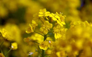 油菜花花海宽屏桌面壁纸_7
