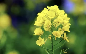 油菜花花海宽屏桌面壁纸_8