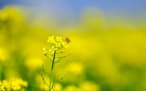 油菜花花海宽屏桌面壁纸_9