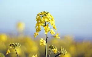 油菜花花海宽屏桌面壁纸_10