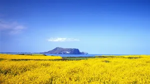 油菜花花海宽屏桌面壁纸_18