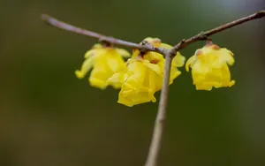 腊梅花图片桌面壁纸_2