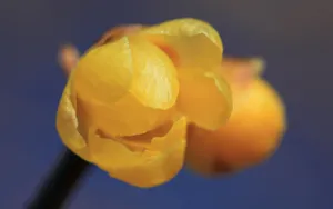 腊梅花图片桌面壁纸_3