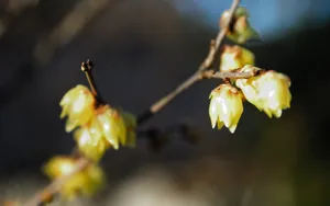 腊梅花图片桌面壁纸_4