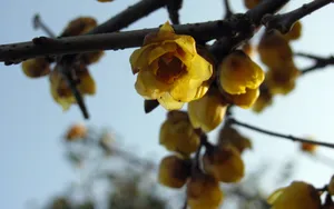 腊梅花图片桌面壁纸_5