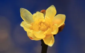 腊梅花图片桌面壁纸_6