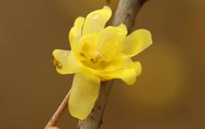 腊梅花图片桌面壁纸_7