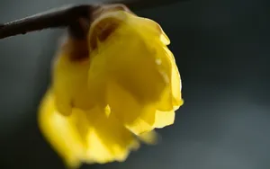 腊梅花图片桌面壁纸_8