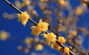 腊梅花图片桌面壁纸_9