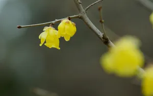 腊梅花图片桌面壁纸_10
