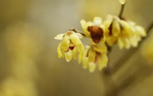 腊梅花图片桌面壁纸_11